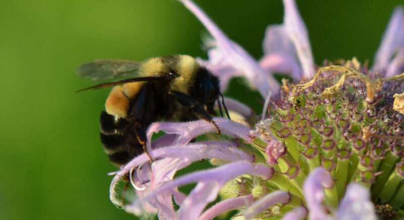 A bee lands on a purple flower