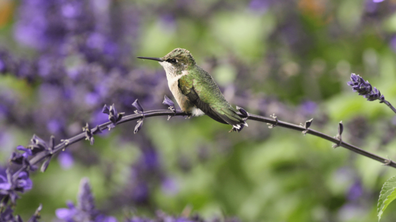 A ruby throated hummingbird sits on a branch covered in purple buds